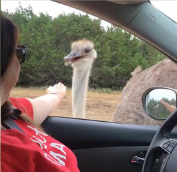 Impatient Ostrich Attack