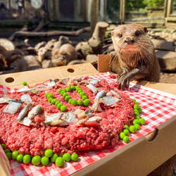 Otter gets surprise birthday cake at zoo