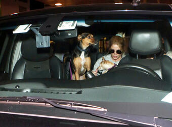 Ashley Greene and fiance take their dog on a plane