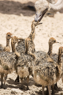 Baby Ostrich survivor