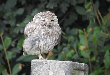 TINY YAWNING OWL