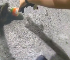 VIDEO Raccoon with jar on its head saved by police VIDEO Raccoon with jar on its head saved by police