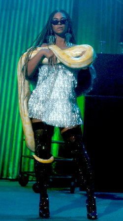 3 METRE PYTHON MAKES A BEY LINE FOR QUEEN BEYONCE