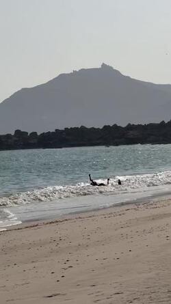 VIDEO Adorable camel rolls around in waves during much needed cool down VIDEO Adorable camel rolls around in waves during much needed cool down