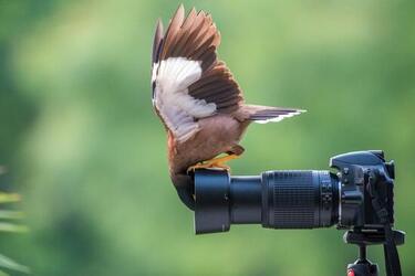 STUNNING images show a curious bird exploring a set camera poking deep in its lens. STUNNING images show a curious bird exploring a set camera poking deep in its lens.