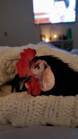 WHAT AN EGGCITING LIFE RESCUE CHICKENS SAVED FROM DEATH BY ANIMAL LOVER NOW LIVE LIKE PAMPERED PET DOGS IN LUXURY FARMHOUSE