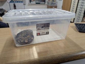 Huge python found abandoned and freezing outside block of flats