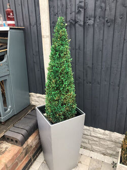 GENIUS MUM USES GREEN SPRAY PAINT TO BRING HER DEAD PLANTS BACK TO LIFE