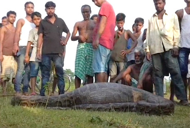 PYTHON EATS GOAT