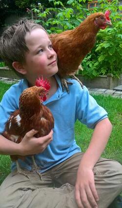 HEN LOVING BOY