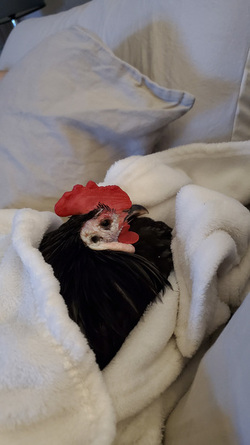 WHAT AN EGGCITING LIFE RESCUE CHICKENS SAVED FROM DEATH BY ANIMAL LOVER NOW LIVE LIKE PAMPERED PET DOGS IN LUXURY FARMHOUSE
