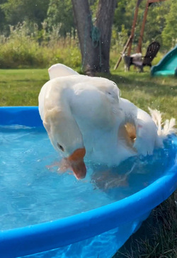 Life Goose On For Bendy Neck Benny Life Goose On For Bendy Neck Benny