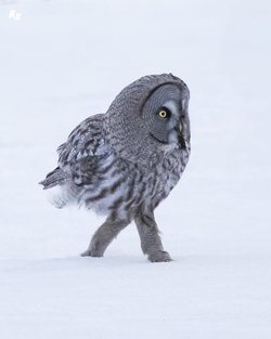 Owl be damned Diva bird wearing skinny jeans and boots captured WALKING on snow Owl be damned Diva bird wearing skinny jeans and boots captured WALKING on snow