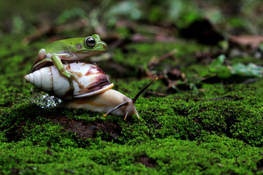 Fearless Frog Fearless Frog