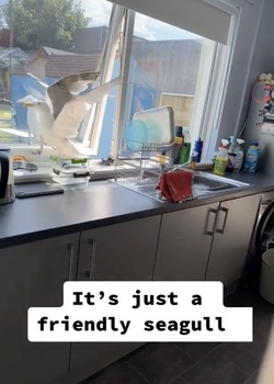 VIDEO Sous gull chef Mother left fuming after unwanted flying rat causes havoc in her KITCHEN