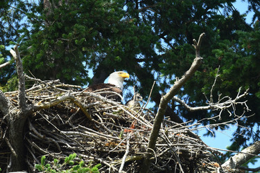 Eagle Family Adopt Hawk Chick Eagle Family Adopt Hawk Chick