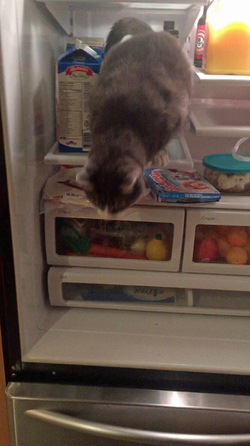 KETCHUP OR CATSUP CAT COOLS OFF BY CHILLING IN FRIDGE KETCHUP OR CATSUP CAT COOLS OFF BY CHILLING IN FRIDGE