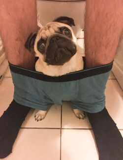 BATHROOM PUG