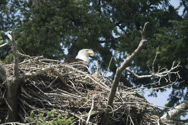 Eagle Family Adopt Hawk Chick Eagle Family Adopt Hawk Chick