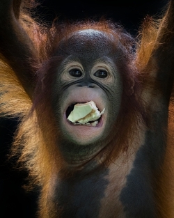 PICTURES Critically endangered Orangutan chomps on coconuts