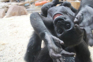 CHEEKY MONKEY