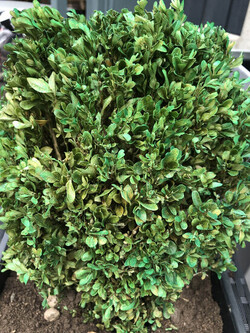 GENIUS MUM USES GREEN SPRAY PAINT TO BRING HER DEAD PLANTS BACK TO LIFE