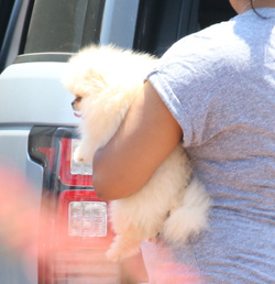 Nori West takes her puppy Sushi to the park to see horses Nori West takes her puppy Sushi to the park to see horses