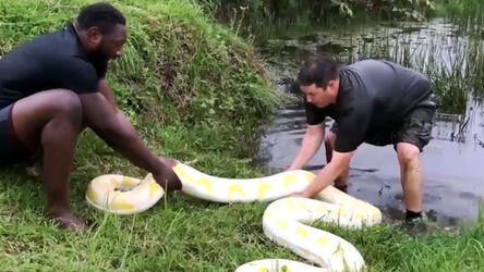 Rugby Star Hauls Giant Snake Out Of Lake