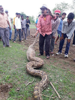 VISUALS SHOW WILDLIFE WORKERS PULLING OUT GOAT FROM 15 FEET LONG PYTHON S MOUTH VISUALS SHOW WILDLIFE WORKERS PULLING OUT GOAT FROM 15 FEET LONG PYTHON S MOUTH