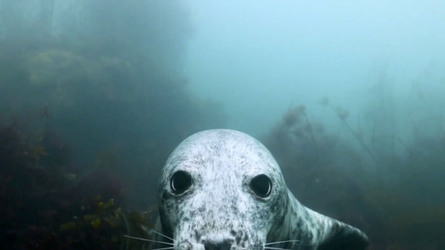 SEAL LARIOUS CAPTURE Grey Seal Caught Yawning Up A Storm SEAL LARIOUS CAPTURE Grey Seal Caught Yawning Up A Storm