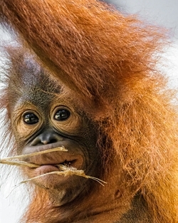 PICTURES Critically endangered Orangutan chomps on coconuts