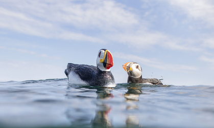 Spot the Fake Puffin Buddy