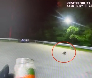 VIDEO Raccoon with jar on its head saved by police VIDEO Raccoon with jar on its head saved by police