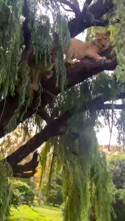 LION CUBS MONKEY AROUND