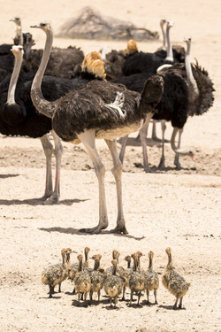 Baby Ostrich survivor