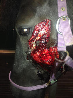 A horse has been left permanently disfigured after sick yobs restrained stabbed and attacked him with knives and hammers in broad daylight A horse has been left permanently disfigured after sick yobs restrained stabbed and attacked him with knives and hammers in broad daylight