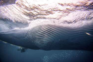 Whale Almost Swallows Diver Whale Almost Swallows Diver