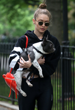 Gigi Hadid takes Zayn Malik s dog for a walk in New York City.
