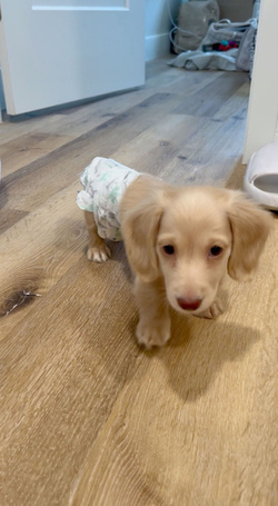 Diaper Wearing Dog