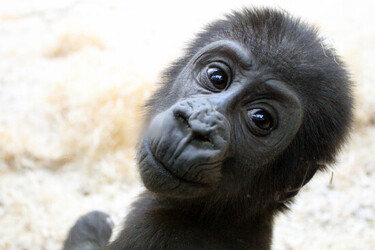 CHEEKY MONKEY