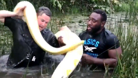 Rugby Star Hauls Giant Snake Out Of Lake