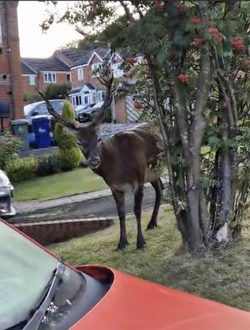 Mum taking bins out shocked to find huge red DEER on front lawn