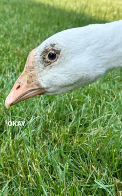 Life Goose On For Bendy Neck Benny Life Goose On For Bendy Neck Benny