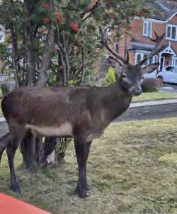 Mum taking bins out shocked to find huge red DEER on front lawn