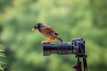 STUNNING images show a curious bird exploring a set camera poking deep in its lens. STUNNING images show a curious bird exploring a set camera poking deep in its lens.