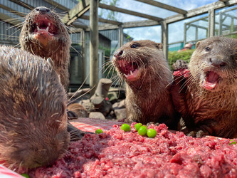 Otter gets surprise birthday cake at zoo