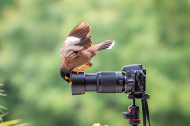 STUNNING images show a curious bird exploring a set camera poking deep in its lens. STUNNING images show a curious bird exploring a set camera poking deep in its lens.