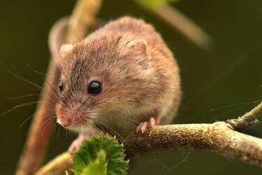 Hide and squeak
