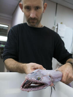 BOFFINS DISCOVER NIGHTMARISH LIZARD FISH HYBRID WITH HUNDREDS OF TEETH DURING DEEP SEA EXPEDITION