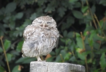 TINY YAWNING OWL
